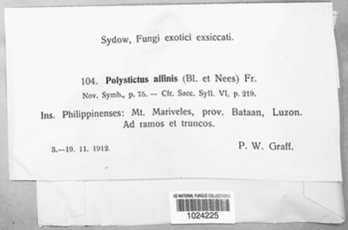 Polystictus affinis image